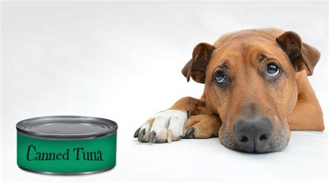 Can Dogs Eat Canned Tuna Petietec
