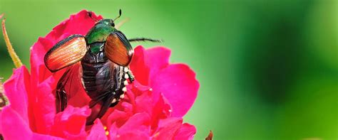 How To Kill And Prevent Japanese Beetles And Grubs
