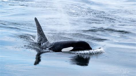 Orcas Put On A Stunning Show While Swimming In Puget Sound