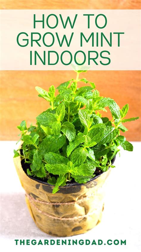 How To Grow Mint From Seed 11 Easy Tips Growing Mint Indoors