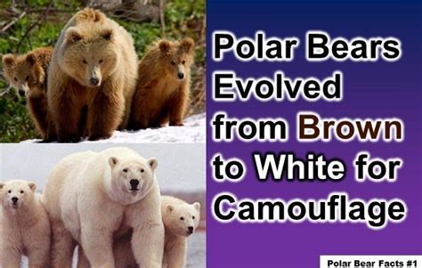 Fun Polar Bear Facts For Kids 10 Interesting Facts About Polar Bears