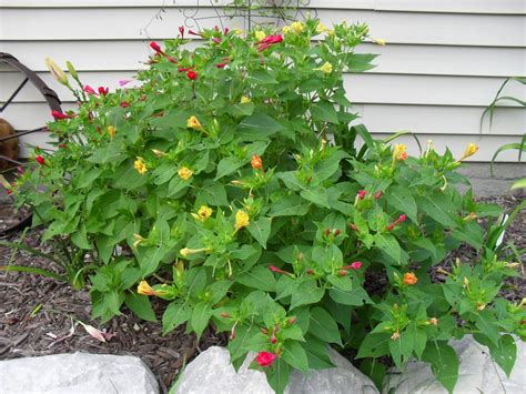 Four o'clock flowers can be pink, red, magenta, lavender, yellow, or white. The Ebullient Gardener: Mirabilis jalapa (4 o'clocks)