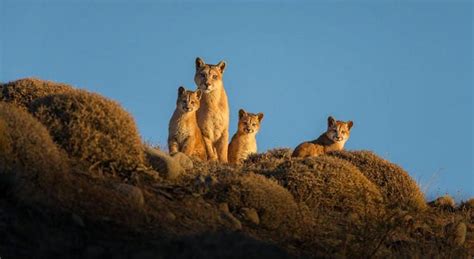 Puma's prey depending on where they live, including deer, pigs, sheeps, capybaras, armadillos, raccoons, hares, and squirrels. What one photographer learned after spending nearly a year with pumas - Nexus Newsfeed