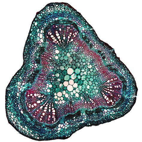 Soya Stem Cross Section Under Microscope By Thinkfromscratch On 500px