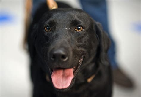 Fotos Gratis Perrito Perro Canino Retrato Negro Cara Hocico