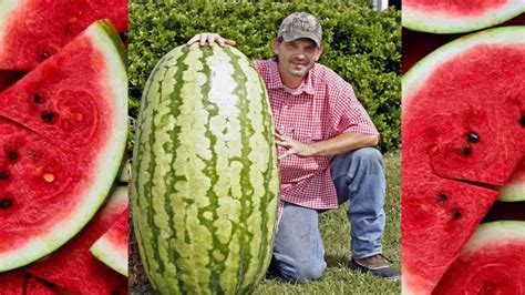 Huge Watermelons In The World Youtube