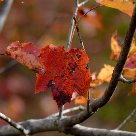 Red Maple Leaf Dendroica Cerulea Flickr