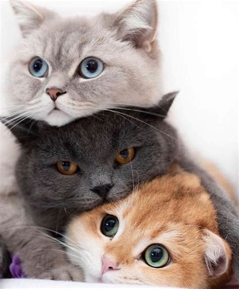 Pin On Cutest Cats And Kittens