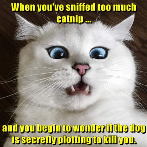 Funny Cat Memes No Words Perpustakaan Sekolah