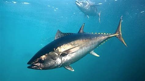 Southern Bluefin Tuna Wp Contentgallery