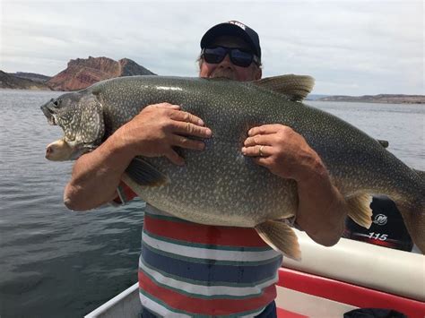 Utah Record Trout Landed At 57 Pounds Four Pounds Past The Record