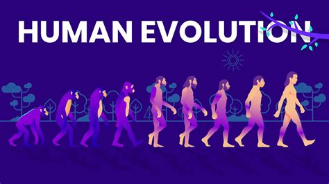Human Evolution Animated Timeline Youtube