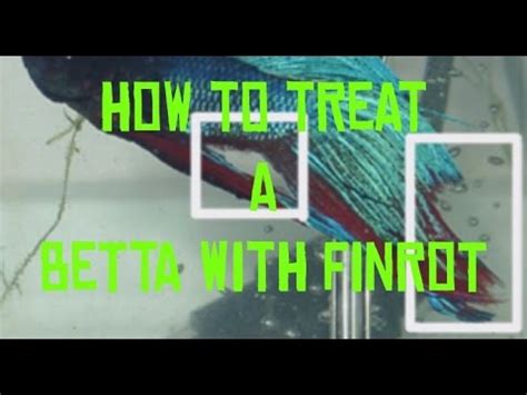 how to treat a betta with fin rot (slow steps) 