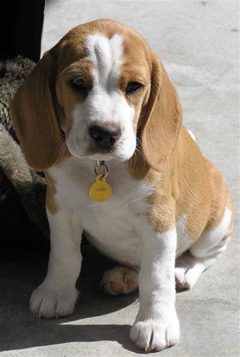 We take pride in our dogs and in their breed. Best 25+ Lemon beagle puppy ideas on Pinterest | Lemon beagle, Beagle puppy and Beagle puppies