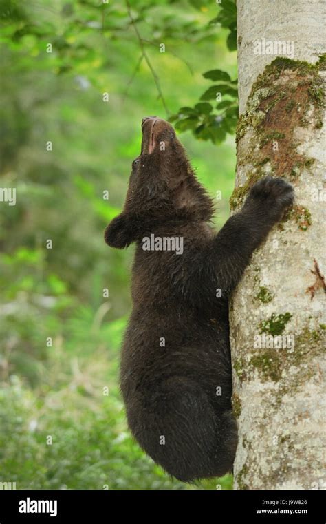Brown Bear Cub In A Forest Stock Photo Alamy