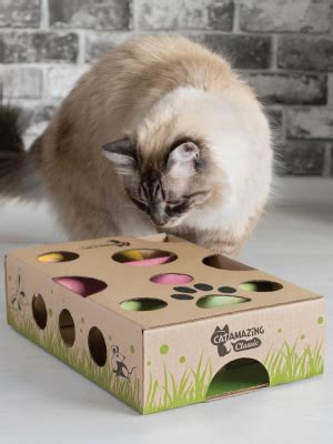 It is also a great way to embrace diy (do it yourself) activities. Amazon.com : Cat Amazing - Best Cat Toy Ever! Interactive ...