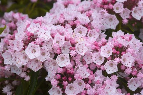 Mountain Laurel Flowers At Risley Reservoir In Vernon Connecticut