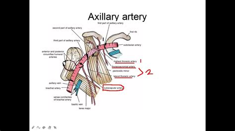 Golgi`s Upperlimb Anatomy Axilla And Surface Landmarks Youtube