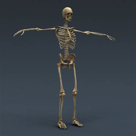Changes in the test both halves of your mind in this human anatomy quiz. Human Male Torso Anatomy - Human Male and Female Complete ...