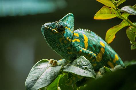 20 Animals That Change Color With Photos