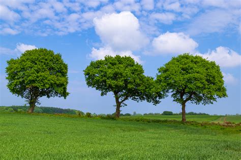 Three Trees Foto And Bild Pflanzen Pilze And Flechten Landschaft Bäume