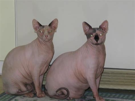 If Youve Never Seen A Fat Sphynx Hairless Cat Youre Welcome GAG