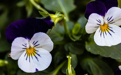 Twos Company Garden Pansies At The Tucson Botanical Garde Stephen