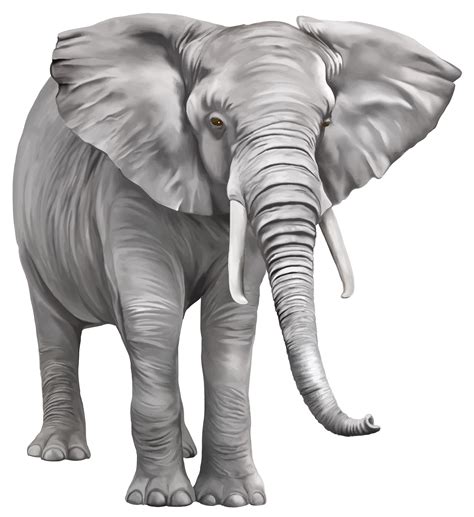 Hq Elephant Png Transparent Elephantpng Images Pluspng