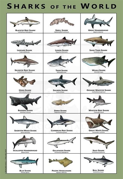 Sharks Of The World Art Poster Field Guide Etsy Shark Pictures