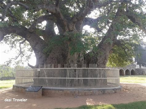 hatiyan jhad the biggest baobab tree in india