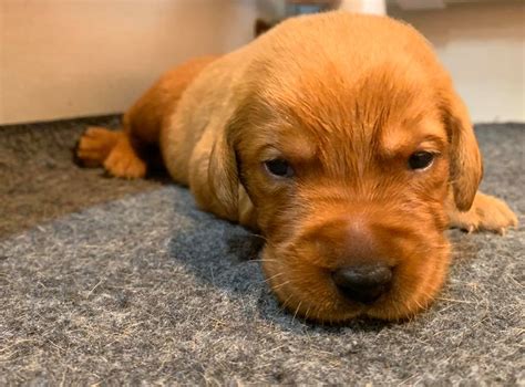 These red labs are available immediately. Fox Red Lab Puppies For Sale Balsam Branch Kennel Millie ...