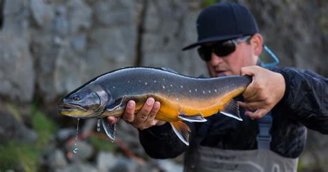 Arctic Char Fish Partner Fly Fishing In Iceland