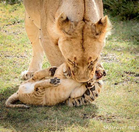 Pockets Of Eden Big Cats Of The Savanna Lion