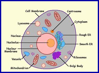 Plant cells also have chloroplasts which absorb light energy,this is vital for photosynthesis. Parts of Cells (Organelles)
