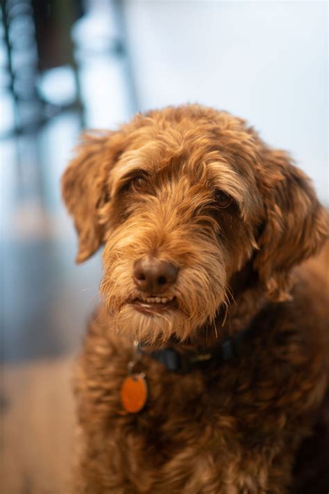 Paws and Shutter: A Canine Capture Chronicle – Unleashing the Art of