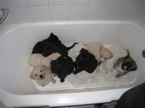 Specifically, a blue heeler german shepherd is a mixture of a german shepherd (that should be a given) and an australian cattle dog that has blue coloration. white german shepherd puppies | Dog for Sale | Puppies for ...