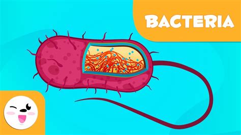 What Are Bacteria Science For Kids Youtube