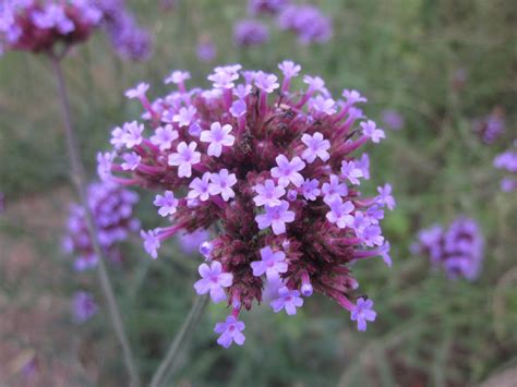 Tiny Purple Flower Clusters On Long Stalks Verbena Bonar Flickr