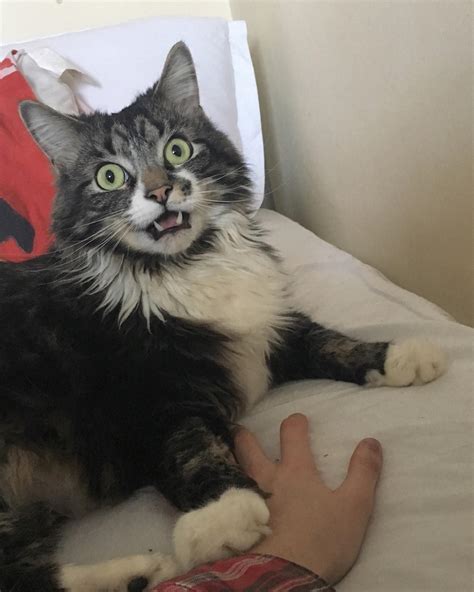 I Have Never Seen A Cat Look So Shocked Cats