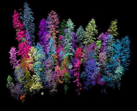3d Mapping Of Forests At Large Scale With Lidar In The Scan In 2021