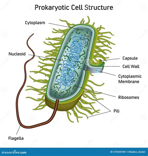 Prokaryotic Cell Structure Chart Vector Medical Illustration Stock