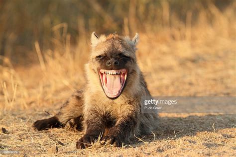 Spotted Hyena Yawning High Res Stock Photo Getty Images