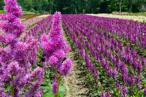 When To Plant Astilbe An In Depth Look Gardening Dream