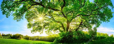 The Sun Shining Through A Majestic Oak Tree ⬇ Stock Photo Image By