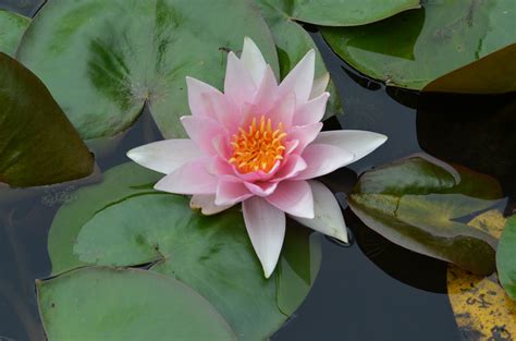 Buy Water Lilies And Pond Plants Bennetts Waterlily Plants Pond