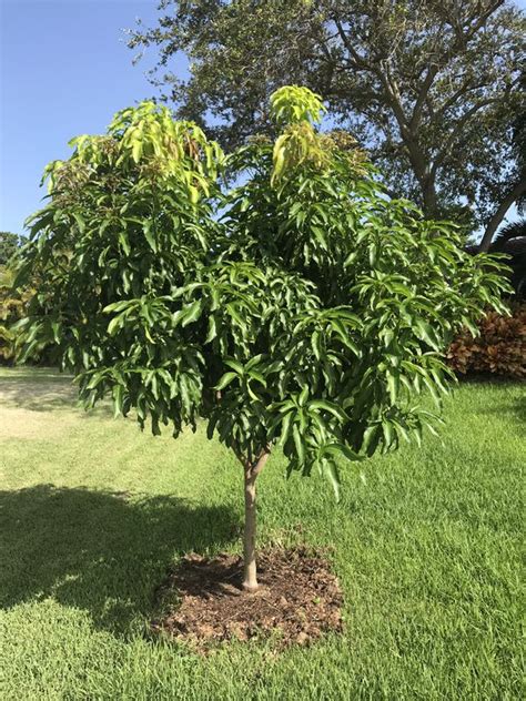 Order online or by phone. Grafted Fruit trees for Sale in Miami, FL - OfferUp
