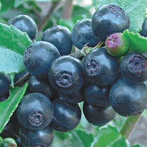 Huckleberry Native Shrubs That Attract Pollinators