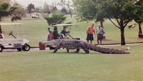 Giant Alligator Spotted On Florida Golf Course Fact Check