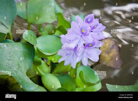 Purple Water Hyacinth Eichhornia Crassipes In The Sierpe River Osa