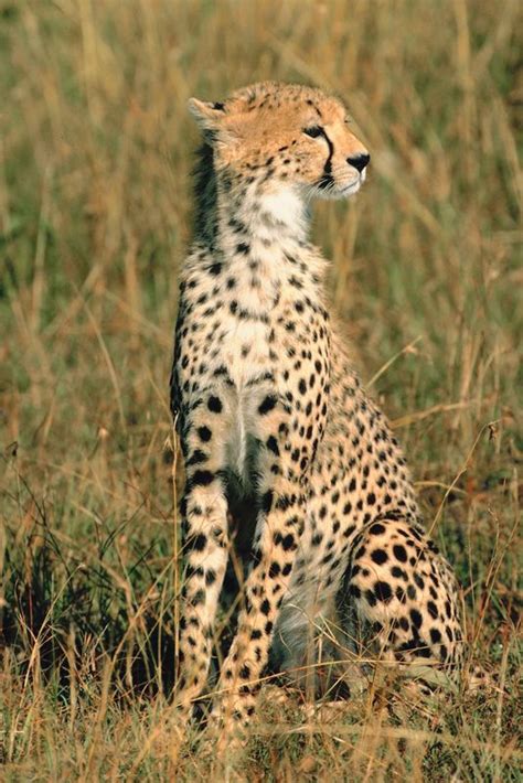 Coloring pages of the animals in excellent quality for kids and adults. Big Cat Coloring Pages